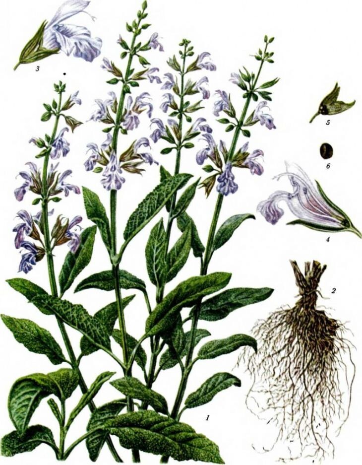 Строение шалфея лекарственного