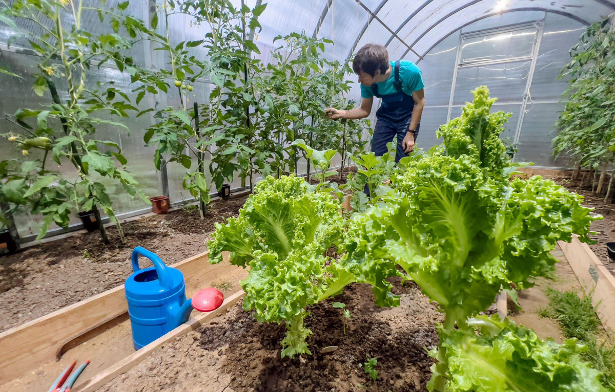 Арочная теплица из одинарной дуги.