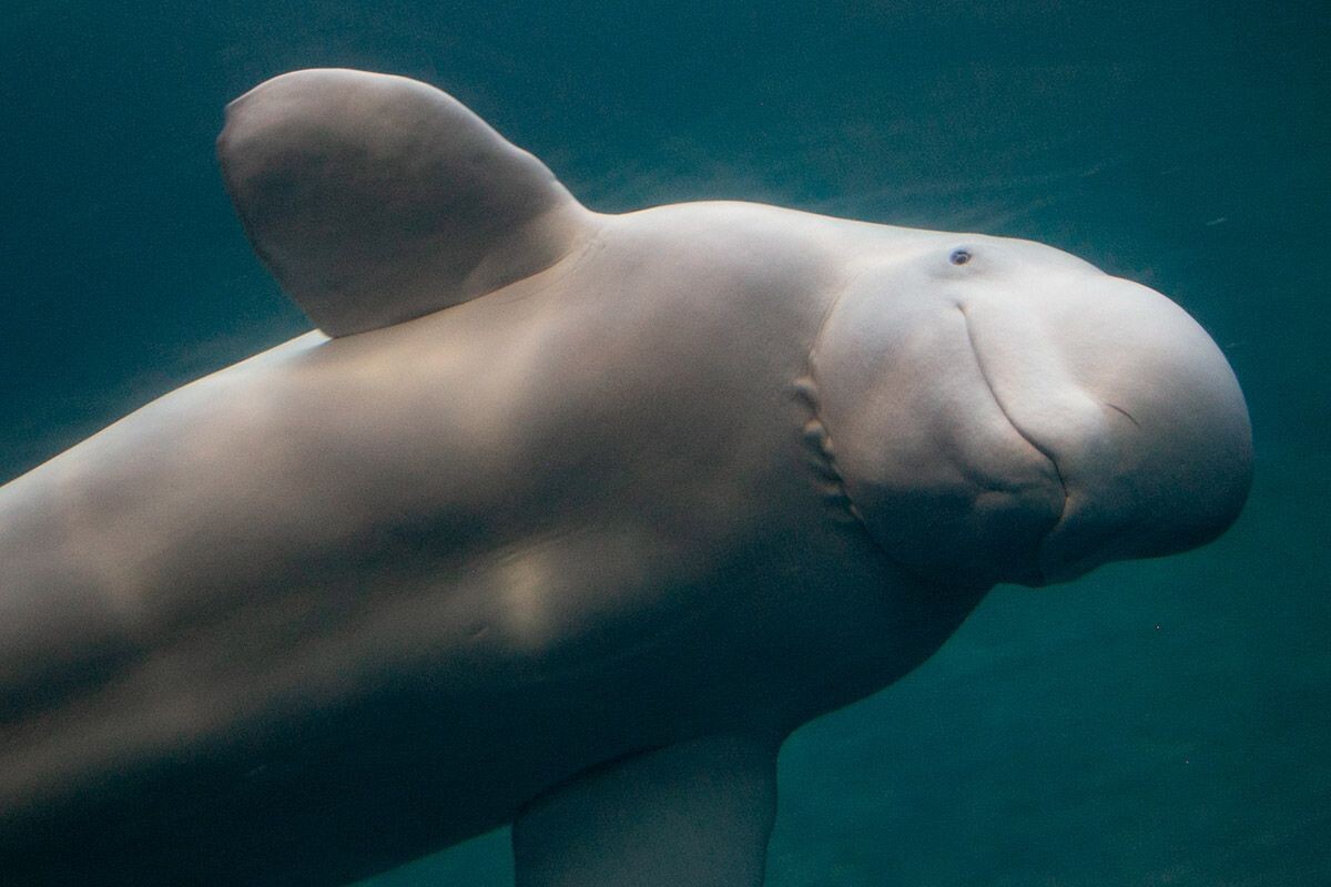 Соловецкие белухи — очень обаятельные и улыбчивые ребята. Источник: Shutterstock📷
