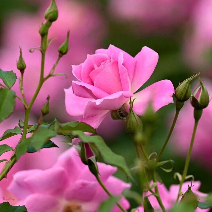 Картинка с просторов интернета