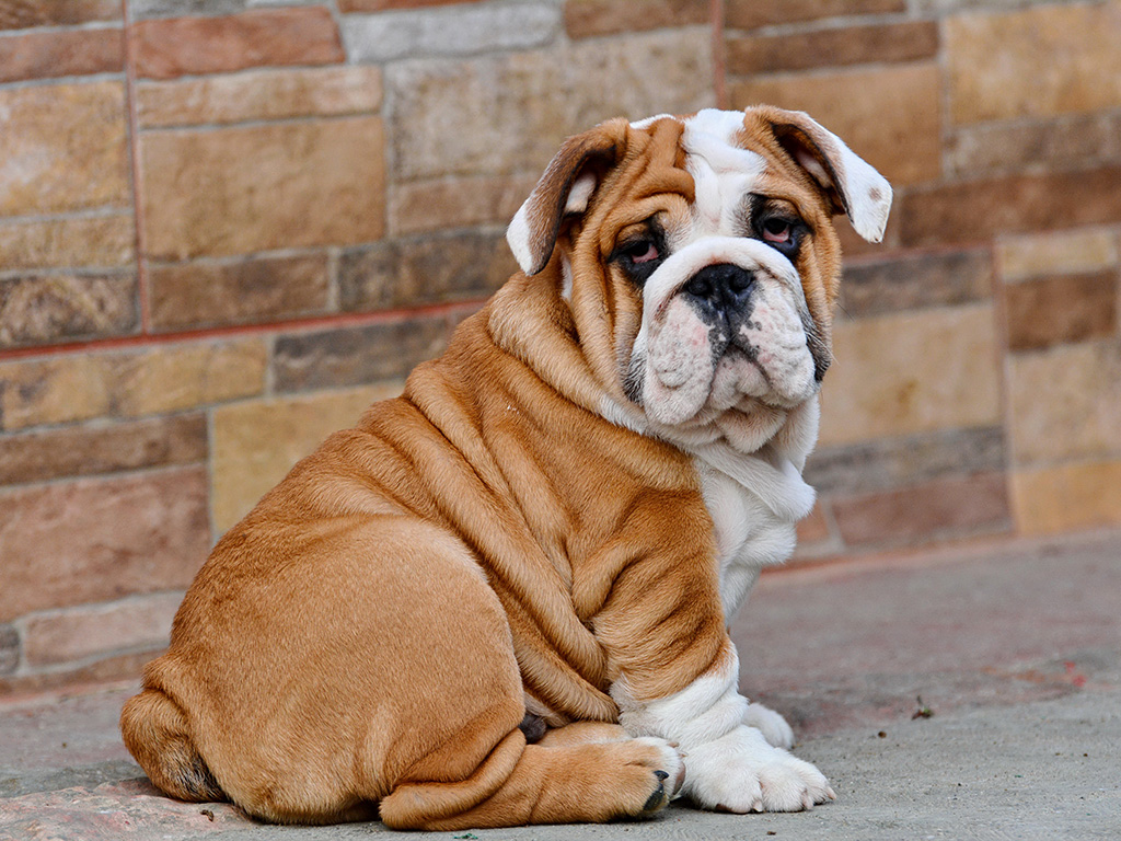 Фото из Яндекса