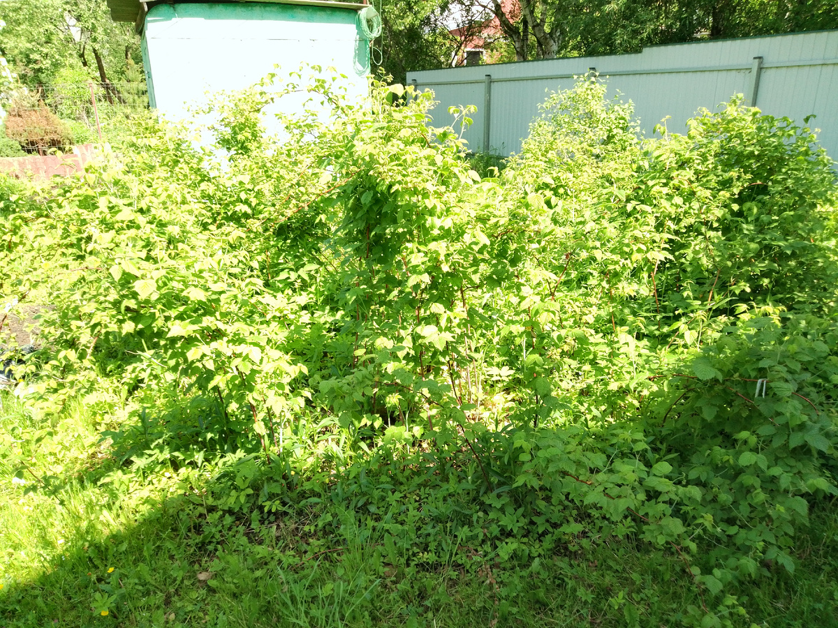 Небольшой малинник. Но в лесу можно собрать больше.