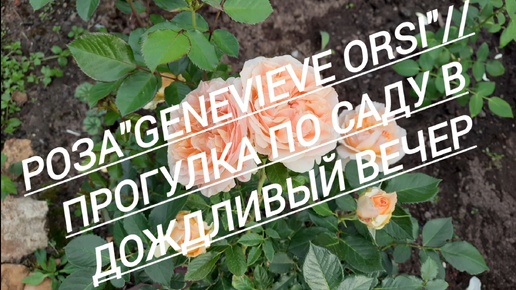 11.#Роза Genevieve Orsi//Прогулка по саду в дождливый вечер//18.06.24🌧️⛈️🌹🌹🌹