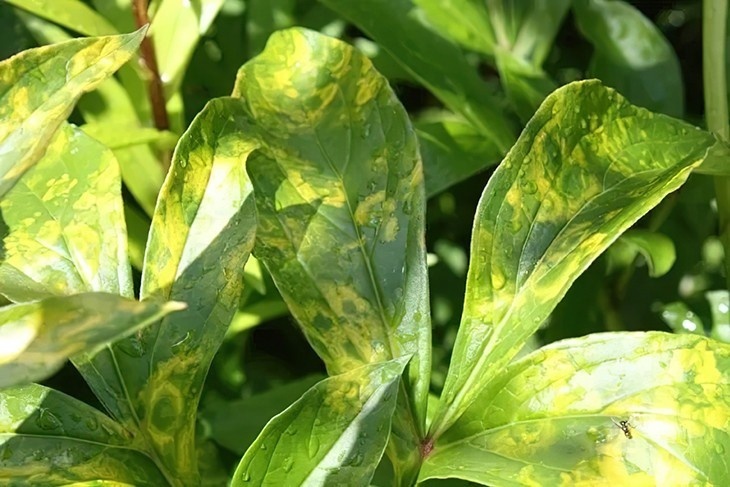 Пятнистость на пионах. Пионы болезни и лечение пятнистость. Некротическая пятнистость флоксов. Болезни пионов септориоз. Кольцевая пятнистость пиона.