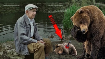 Умирающий медвежонок спасается благодаря рыбаку, к которому его принесла плачущая медведица.