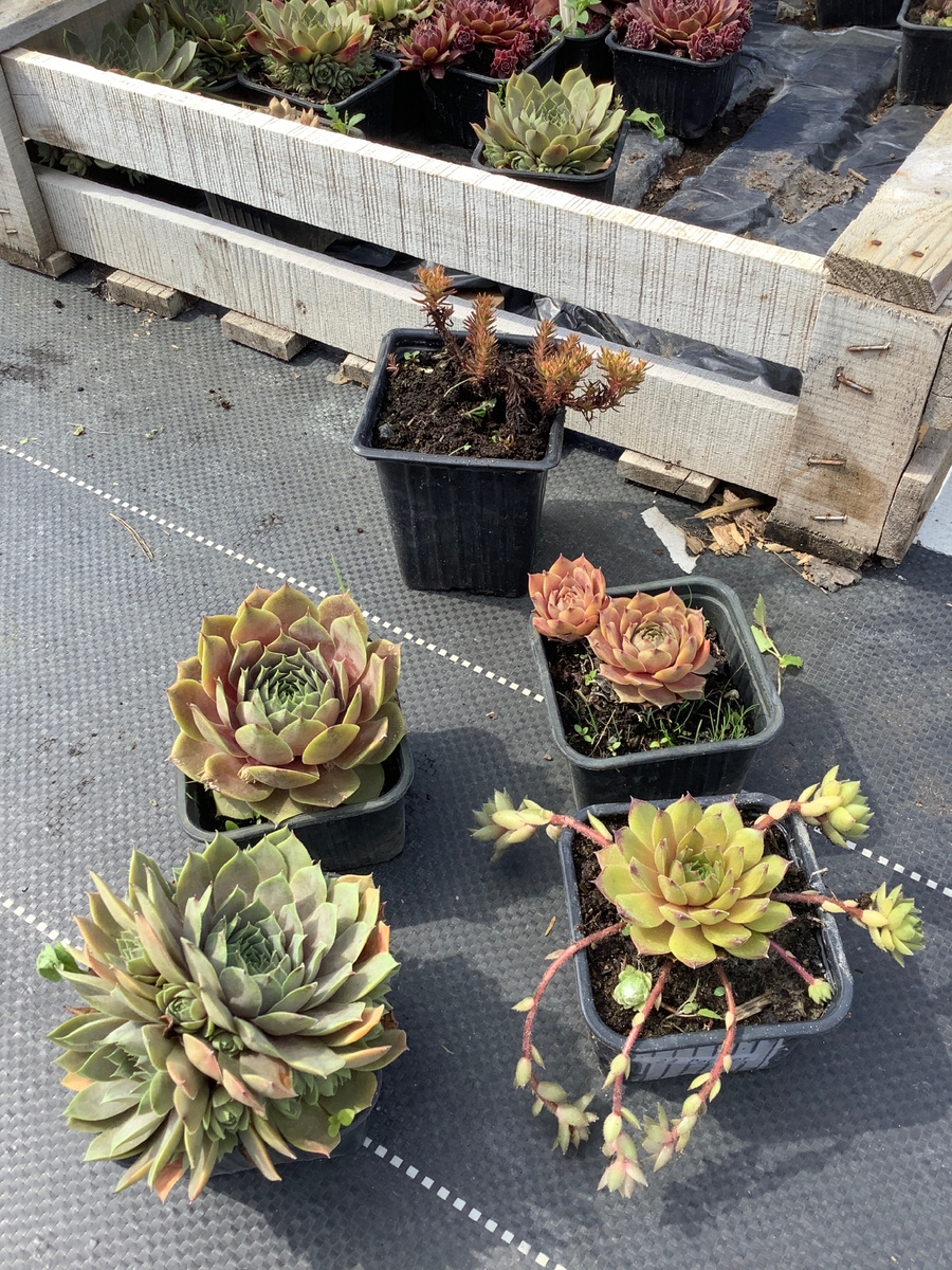 В питомнике. Сзади очиток Шоколад Бол