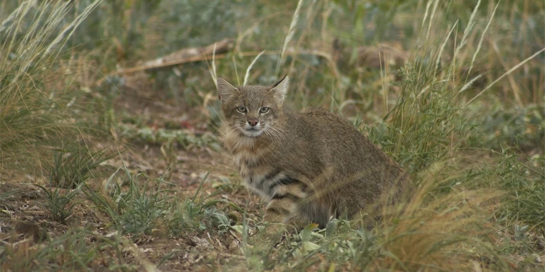 В Бразилии пытаются спасти один из редчайших видов кошки
