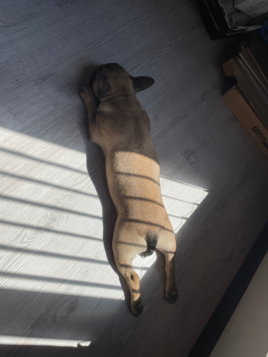 Вот он виновник грязных стен, ни капли раскаяния 😂