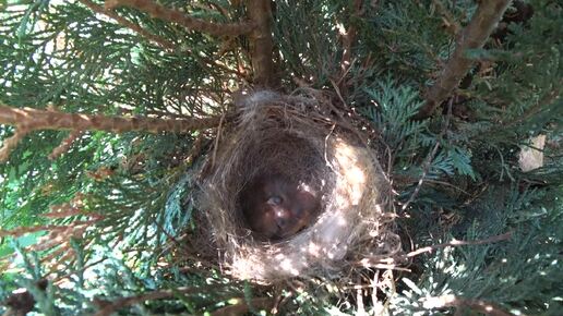 Маленькая птичка свила гнездо в туе. Птенцы вылупились и просят еды