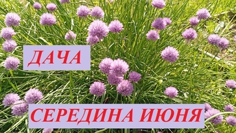 Обзор огорода и цветов на середину июня 2024 г.