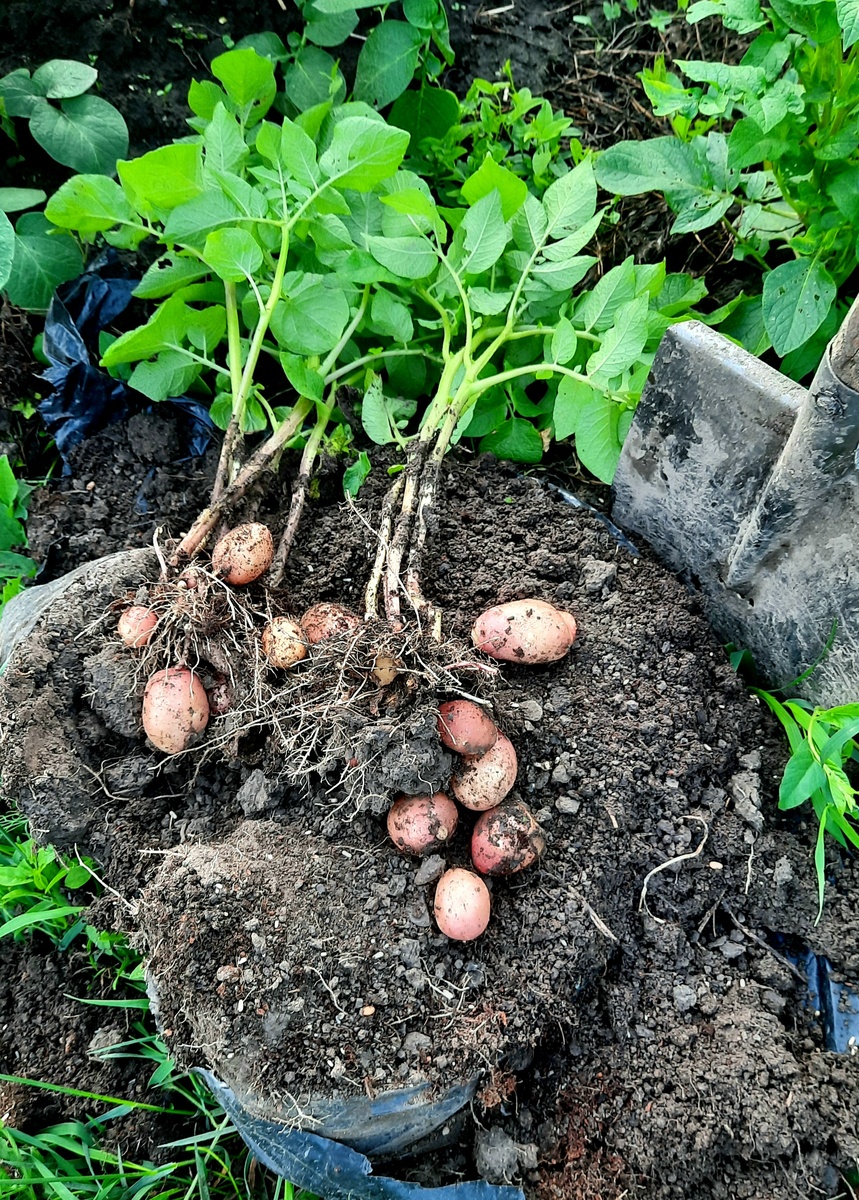 Ещё раз про картошку в пакетах и фактор цветения | Дача🌿 в деревне | Дзен