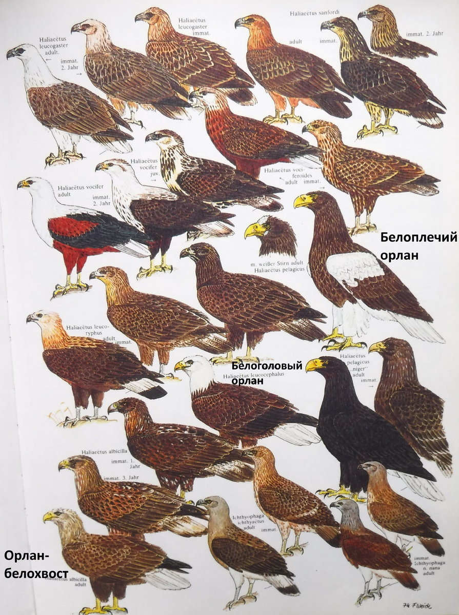 Род орланов в книге Birds of Prey of the World, обложка которой показана ниже. 