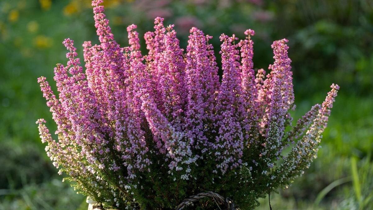    Цветущий вереск в плетеном кашпо:Pixabay