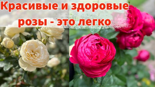 Чем сейчас подкормить розы для долгого и пышного цветения 🌹