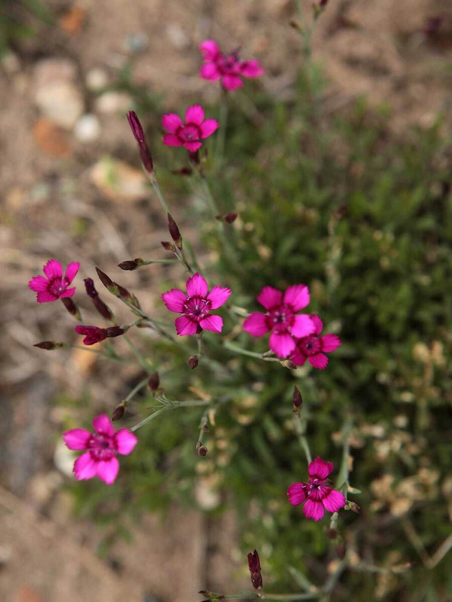    Гвоздика травянка 'Самос'