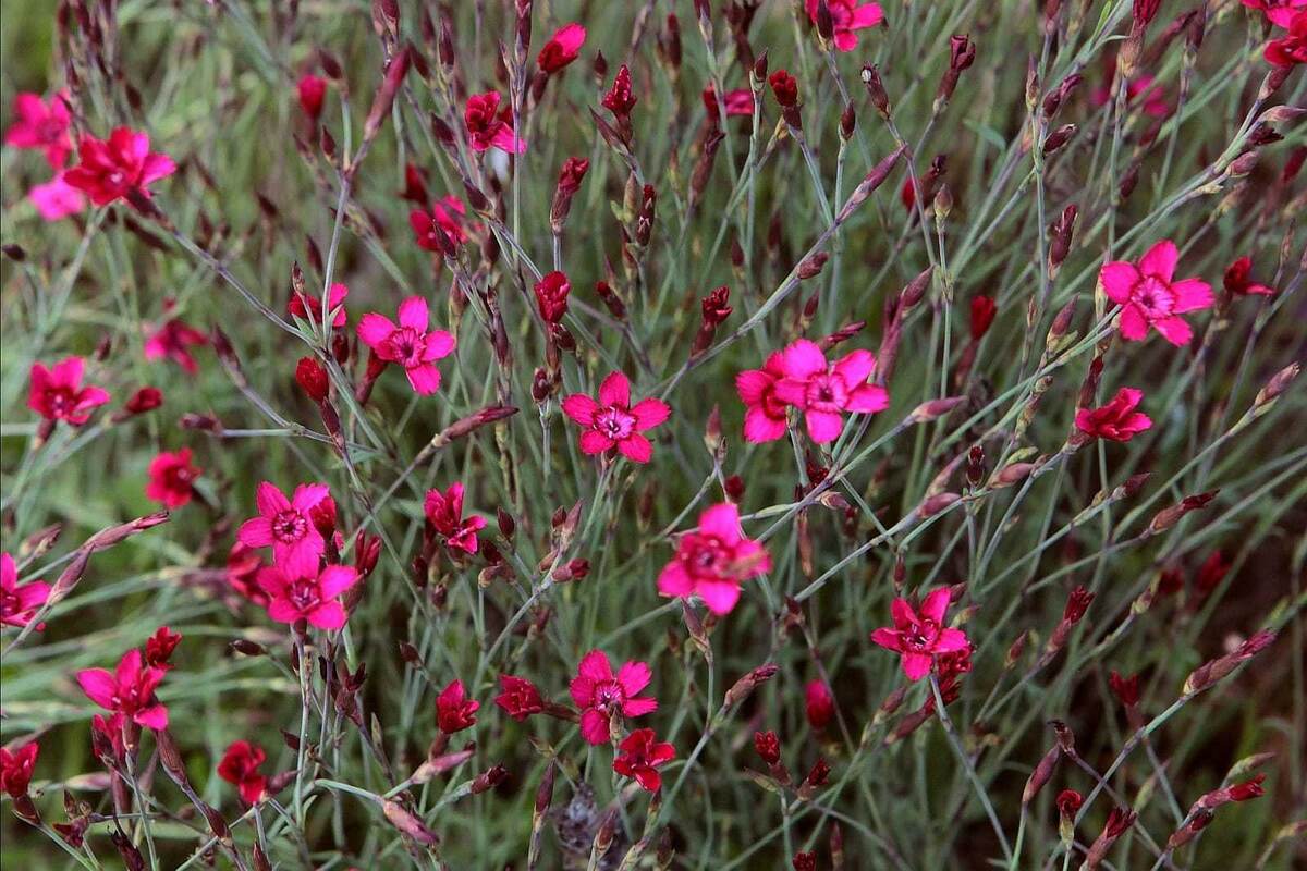    Цветение на второй год после посадки в полутени