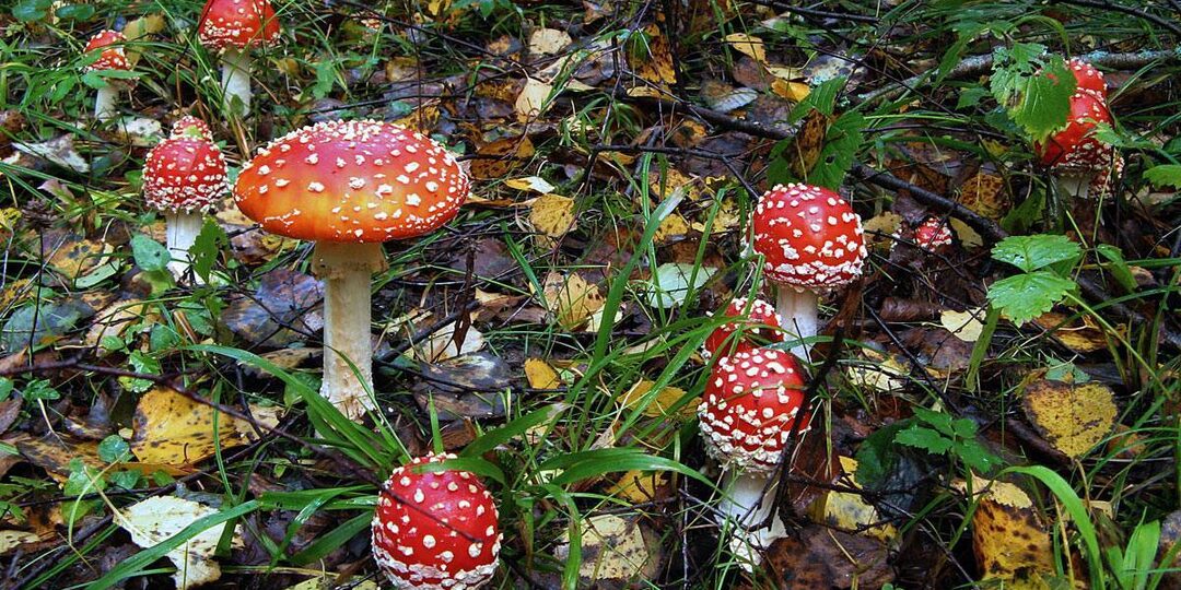 Как найти хорошего психолога? Взгляд изнутри.