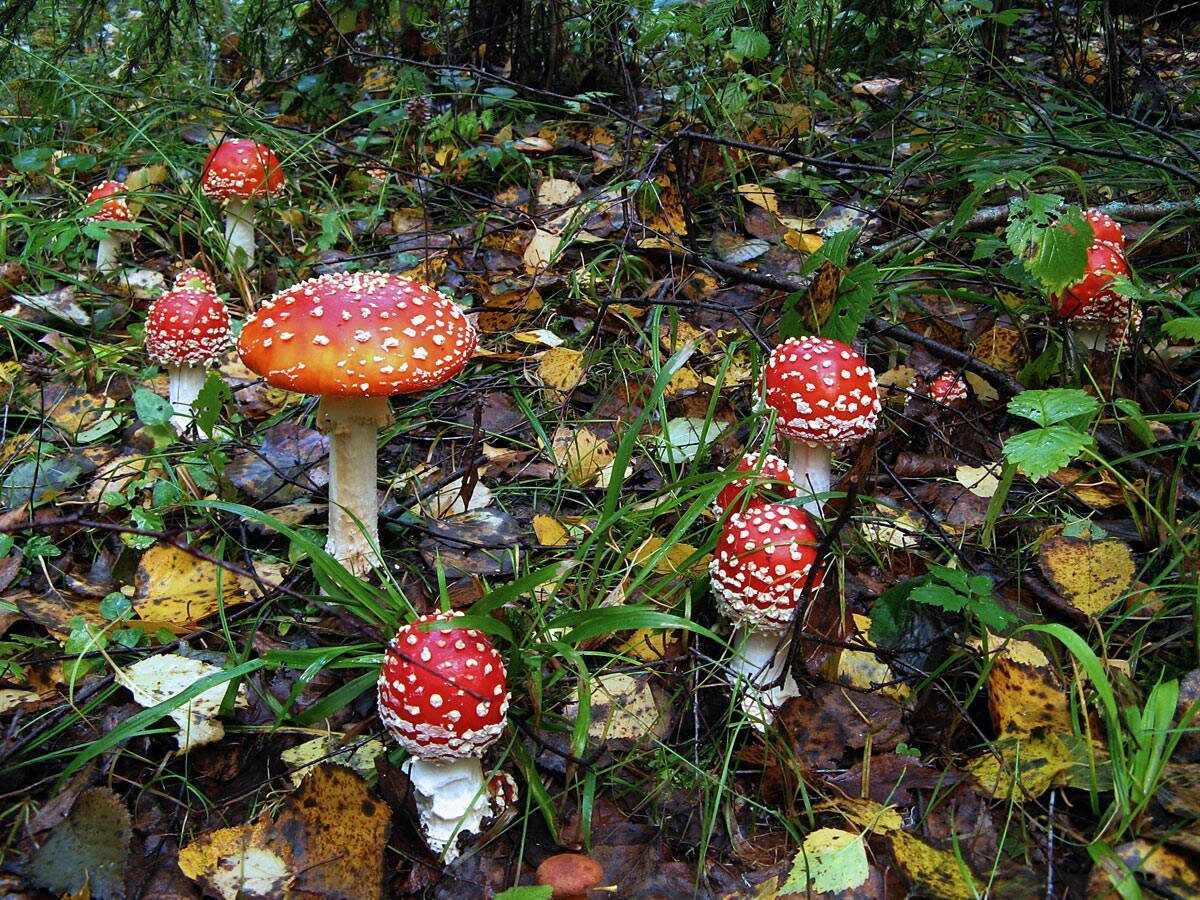 Фото из интернета