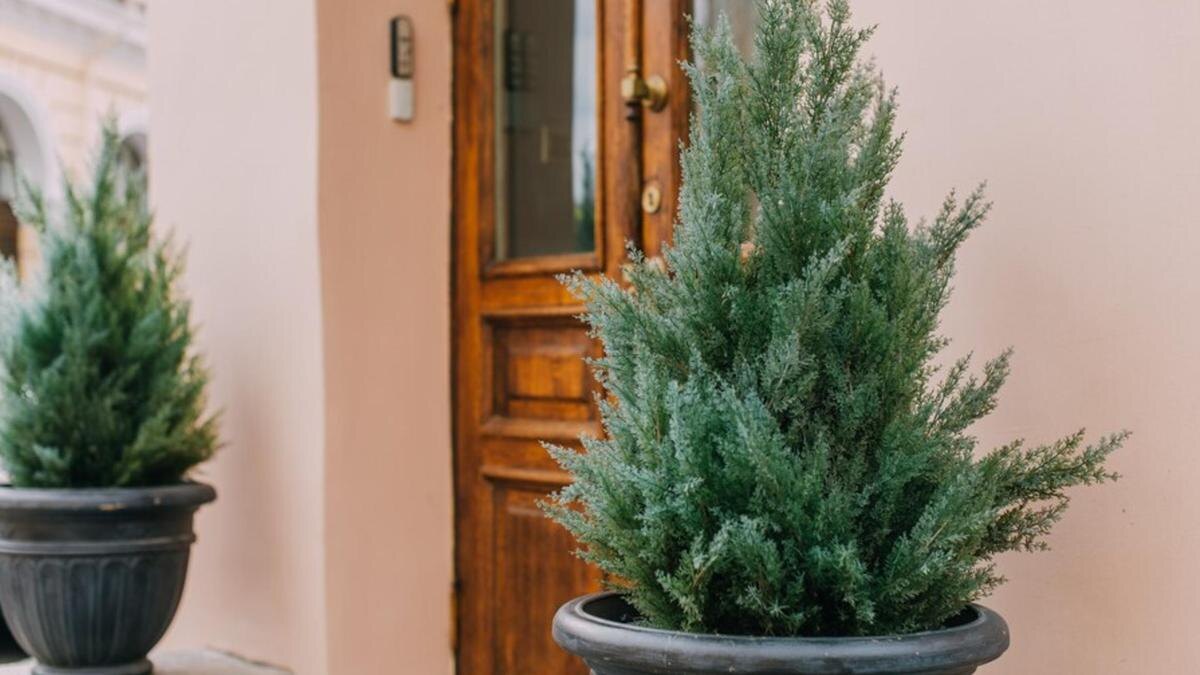    Дерево в кадке у входной двери:Freepik
