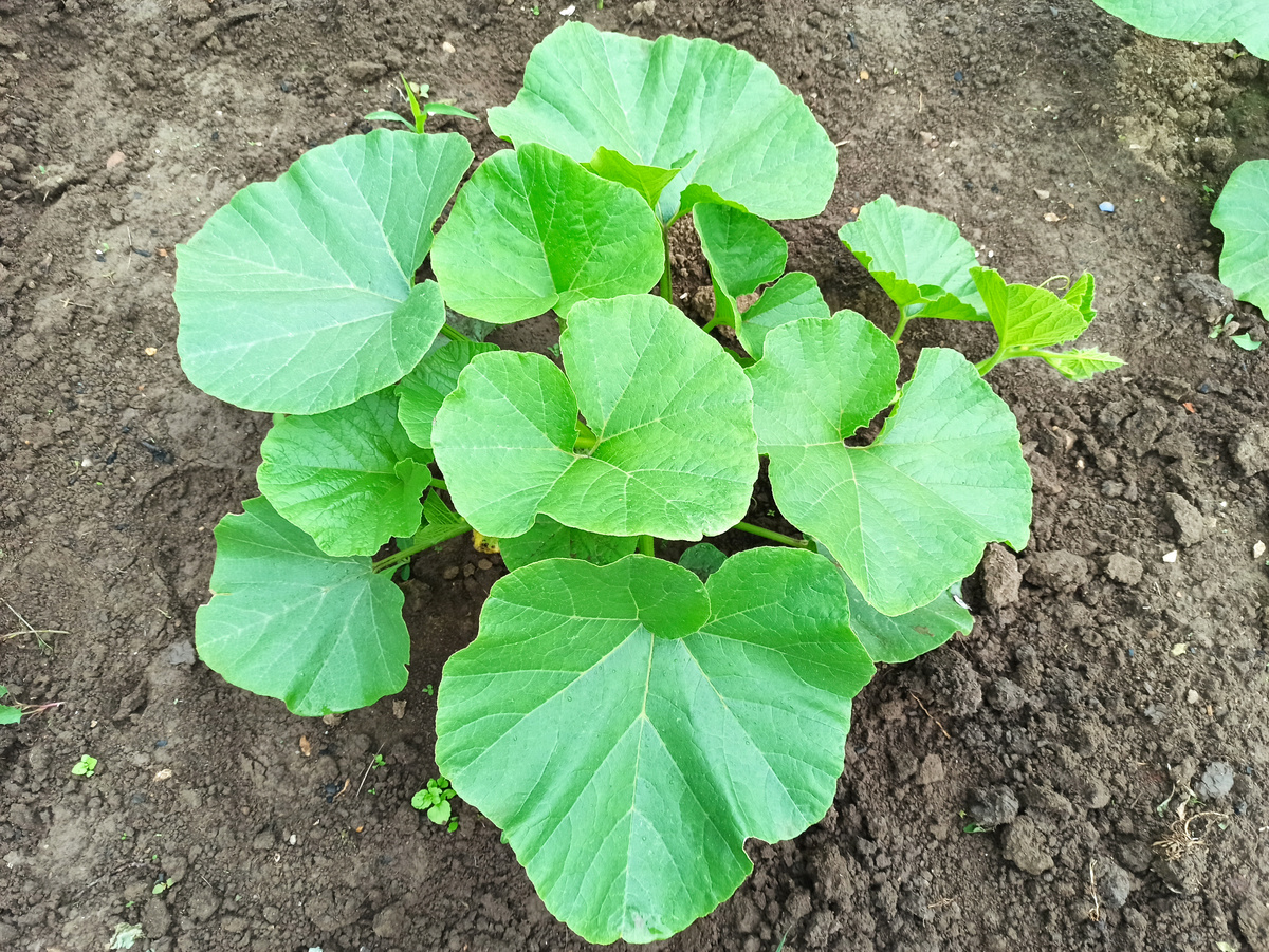 Фото автора. Тыквы в середине июня этого сезона