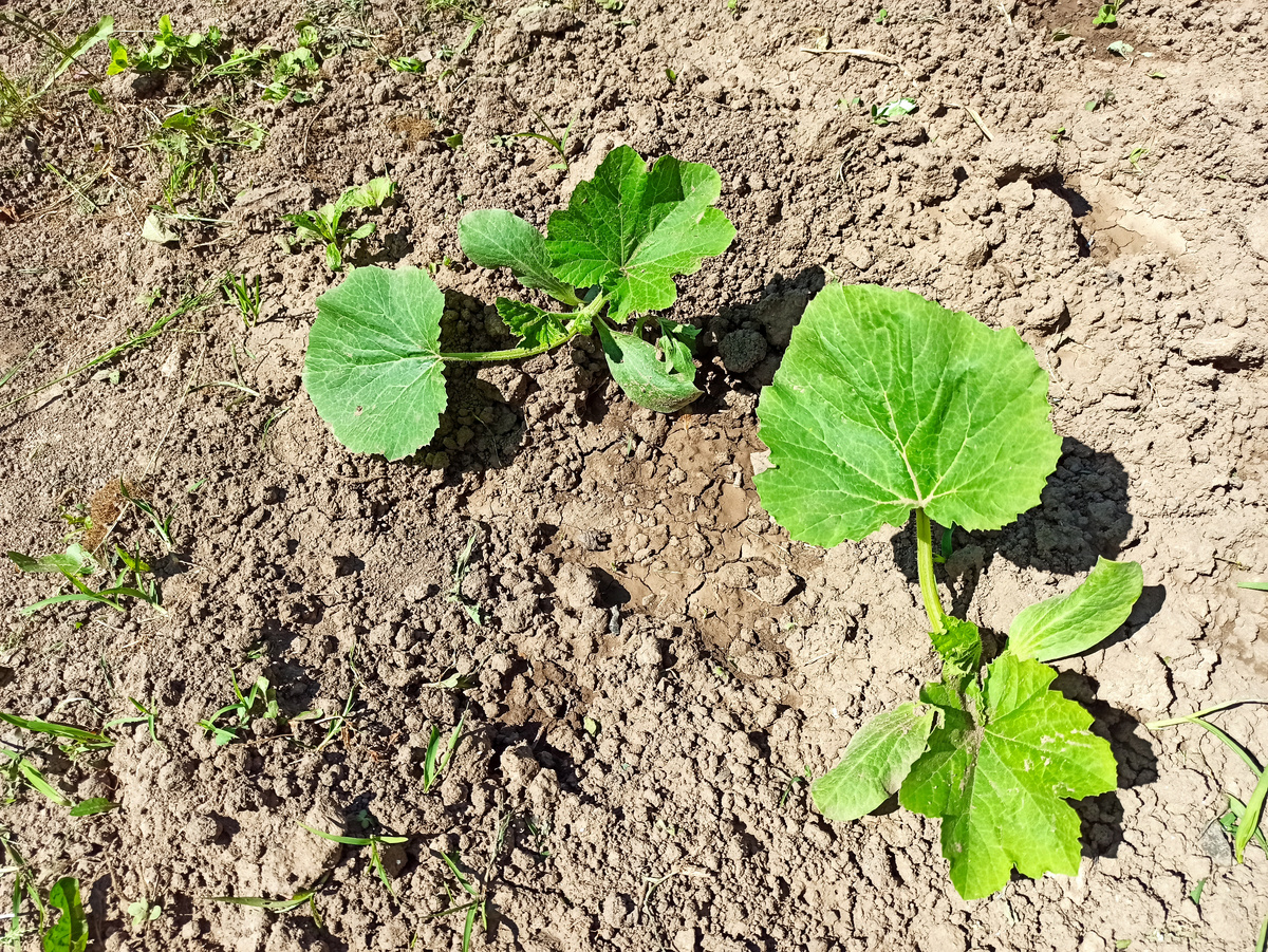 Фото автора. Тыквы в это же время год назад