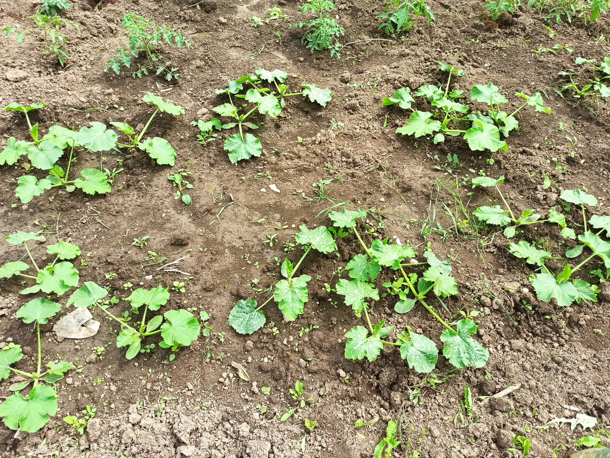 Фото автора. Кабачки просроли все и растут на глазах