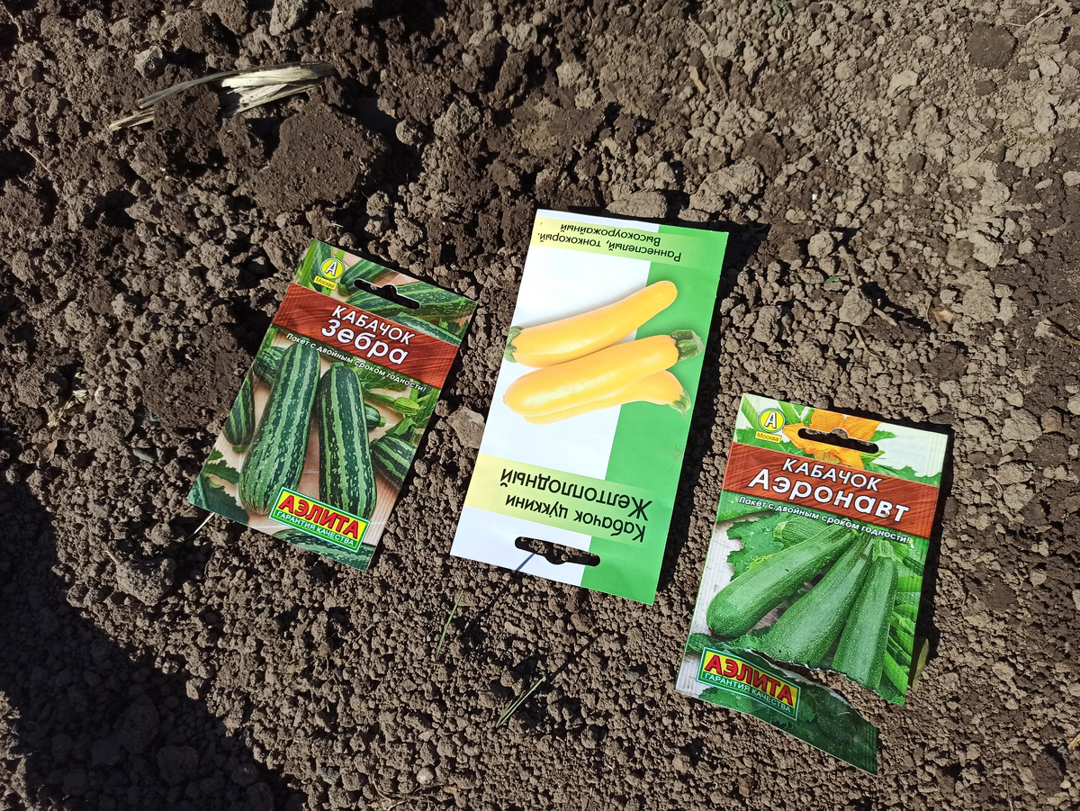 Фото автора. Посадил, всё что нашел в остатках прошлого года