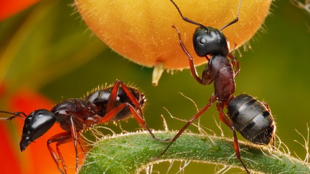 Обычно муравьи и тля водятся на участке вместе. Сейчас паразиты находятся на пике активности и могут лишить нас урожая. 