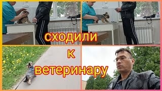 Сходили укололись🐕