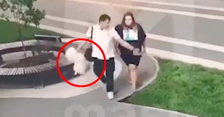 Большой нелюбитель собак завелся в ЖК на улице Василисы Кожиной. Мужчина прямо во время прогулки на глазах у хозяйки ловит пса, а потом ругается и вышвыривает его за забор жилого комплекса.