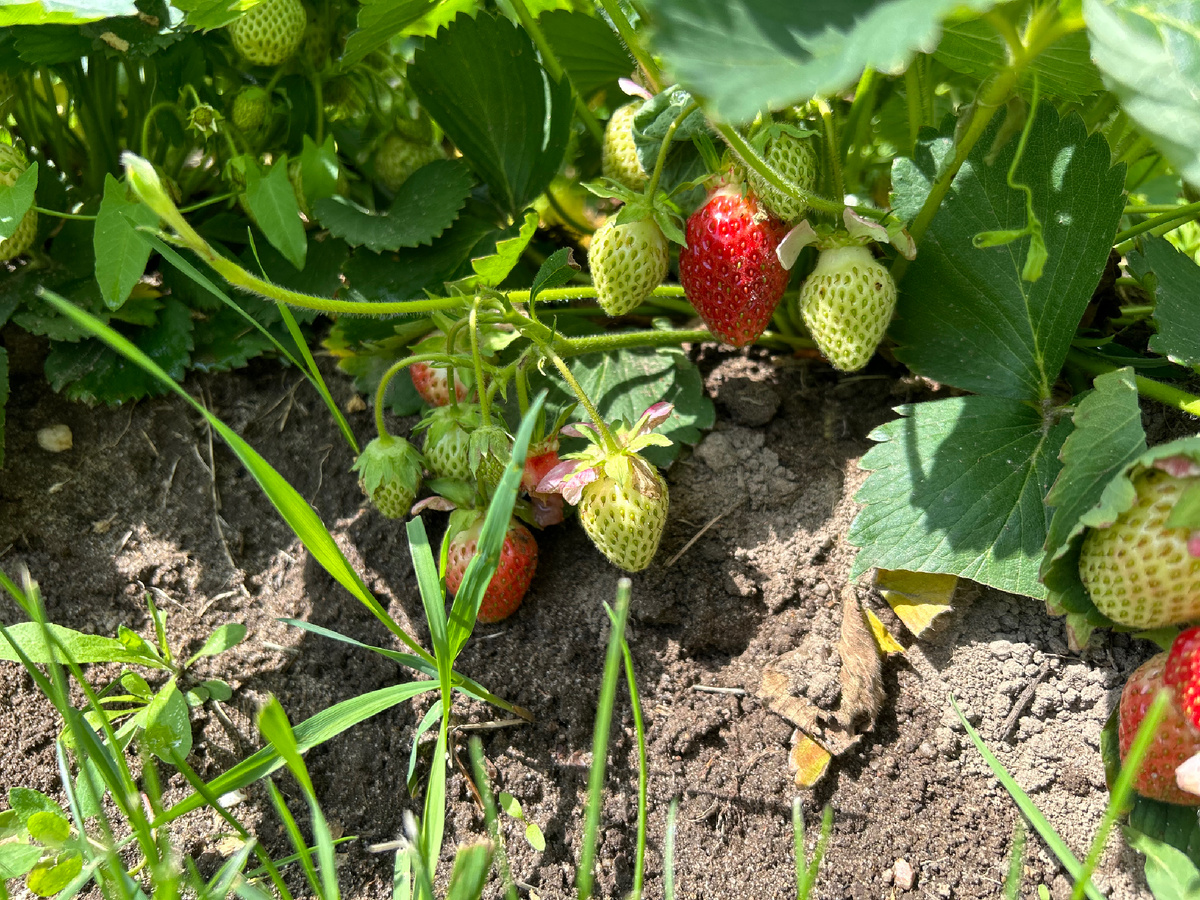 Клубничка на грядке...