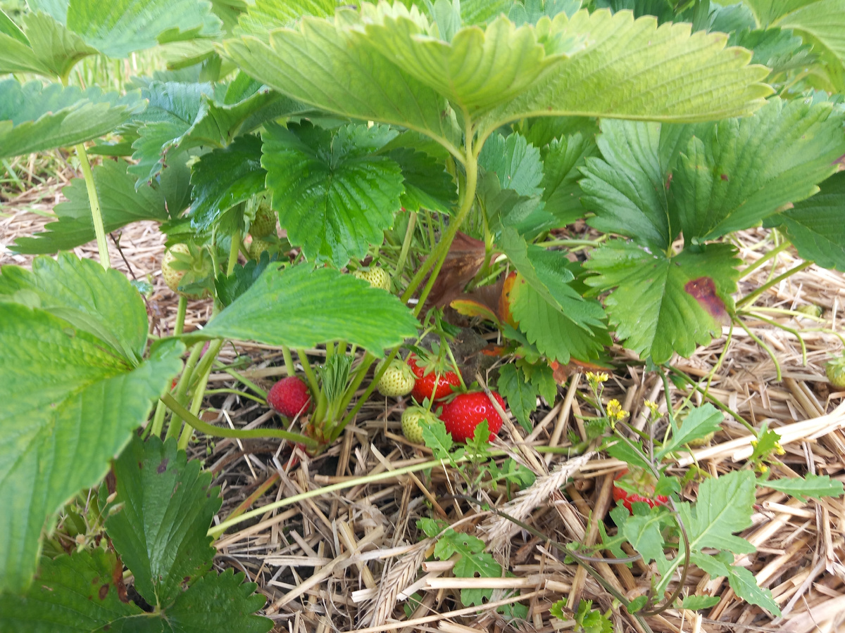 Фермерское поле. Собираешь сколько хочешь и платишь на выходе по весу. В детстве ездили в колхозные сады, там, помню платили за вход.
