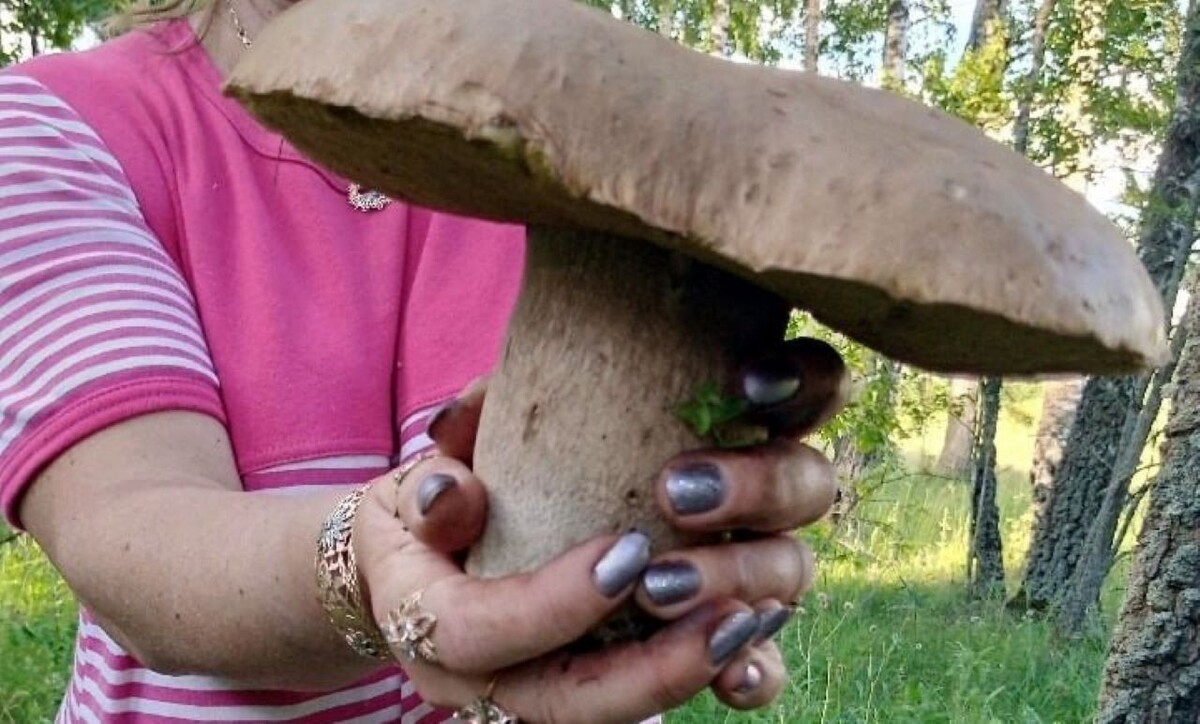    В курских лесах находят грибы-гиганты