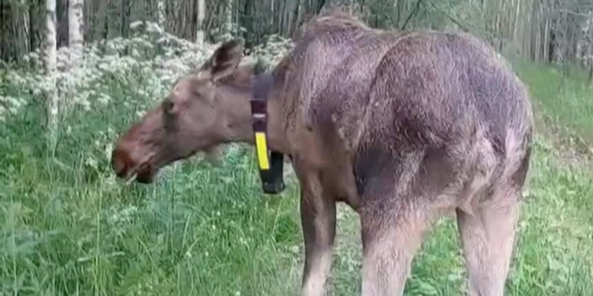    Скриншот видео комитете по охране животного мира Ленобласти.