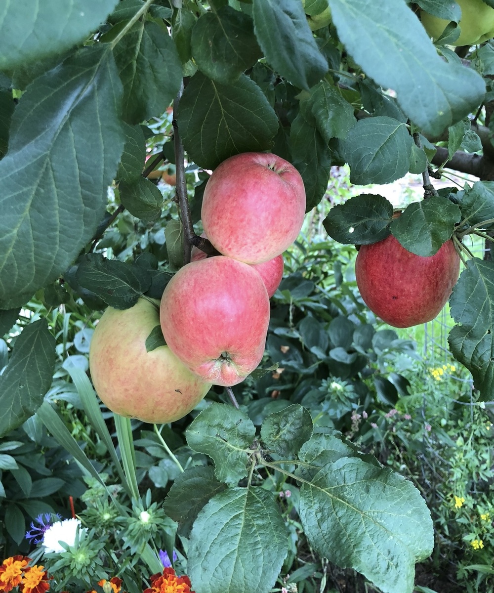 Яблоня Курнаковская