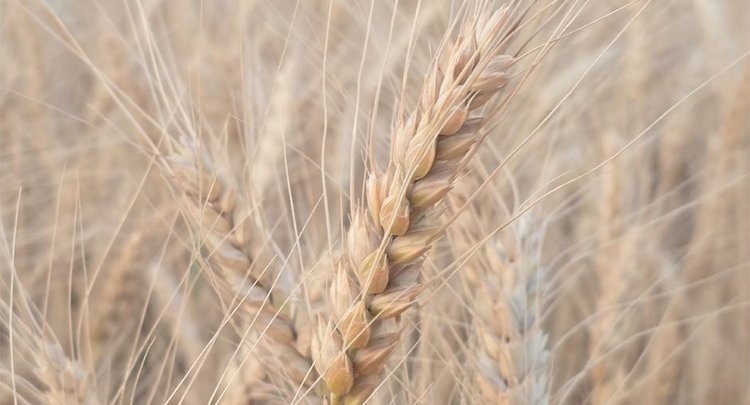    В Крыму оценили качество первой пробы пшеницы нового урожая в рамках госмониторинга