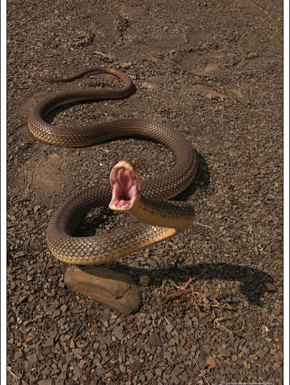 Какие змеи водятся в Ростовской области?