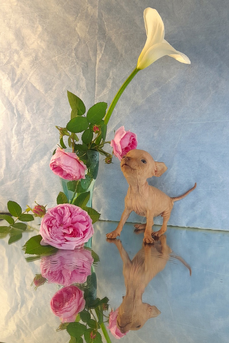 Кокеливая девочка.