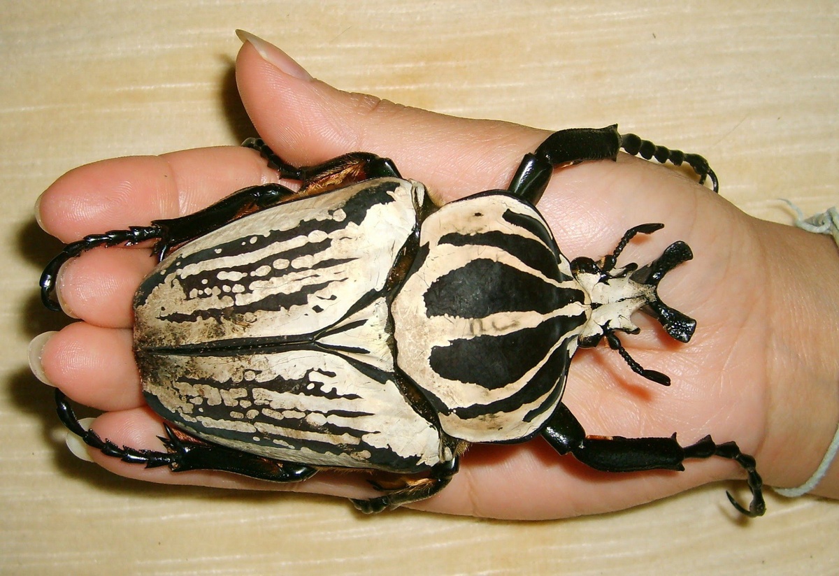 Жук-голиаф в сравнении с ладонью взрослого человека