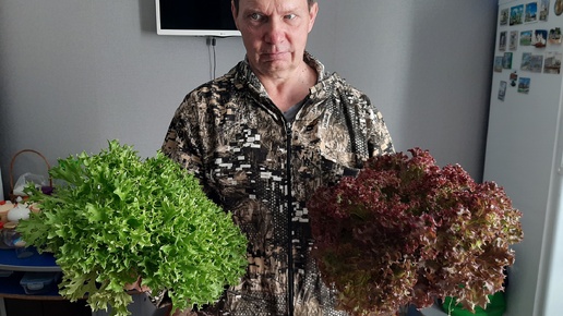 Супер урожайные неприхотливые салаты Устойчивы к цветению