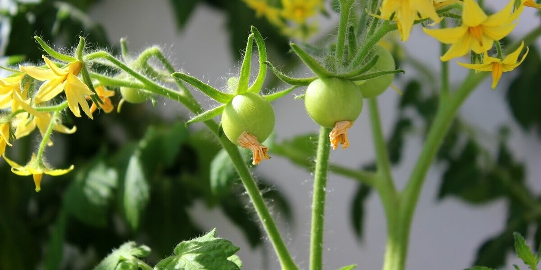 Томаты зацвели: подкормка аннулирующая количество пустоцветов. Завязи много и спеет на глазах
