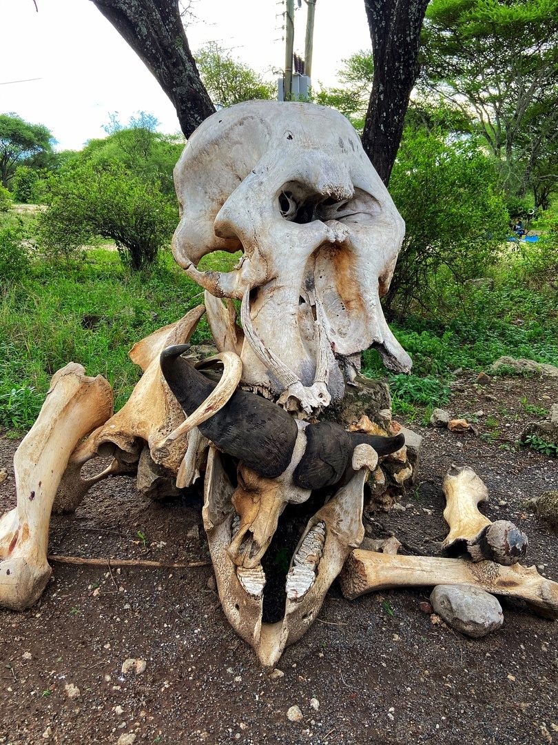Останки слона и буйвола рядом со стоянкой племени масаев.