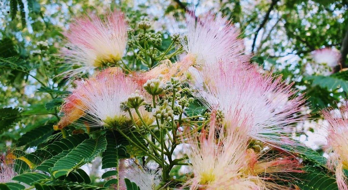    фото: телеграм-канал Парк «Южные культуры»