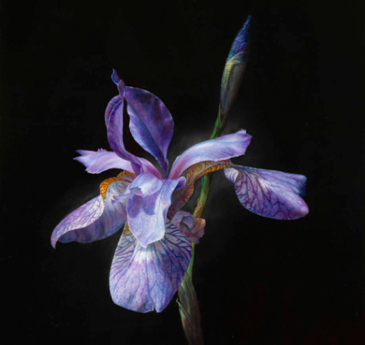 Источник изображения : сайт художника   https://www.paulvanernich.nl/