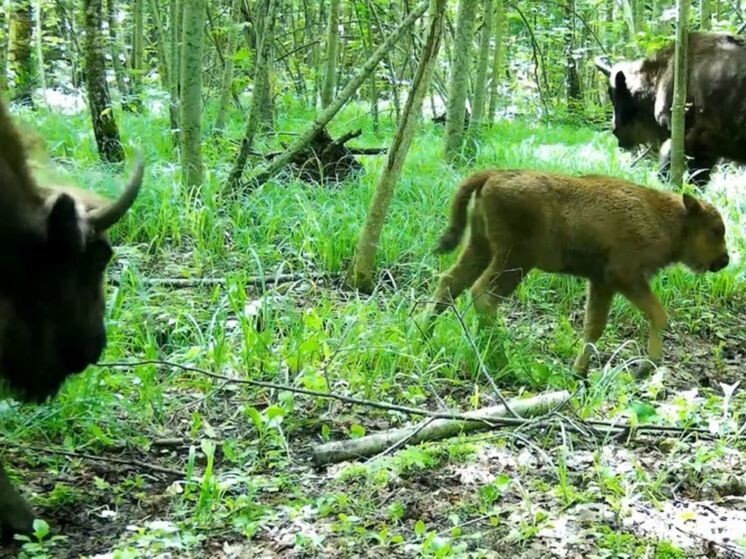    Фото: заповедник "Калужские засеки"
