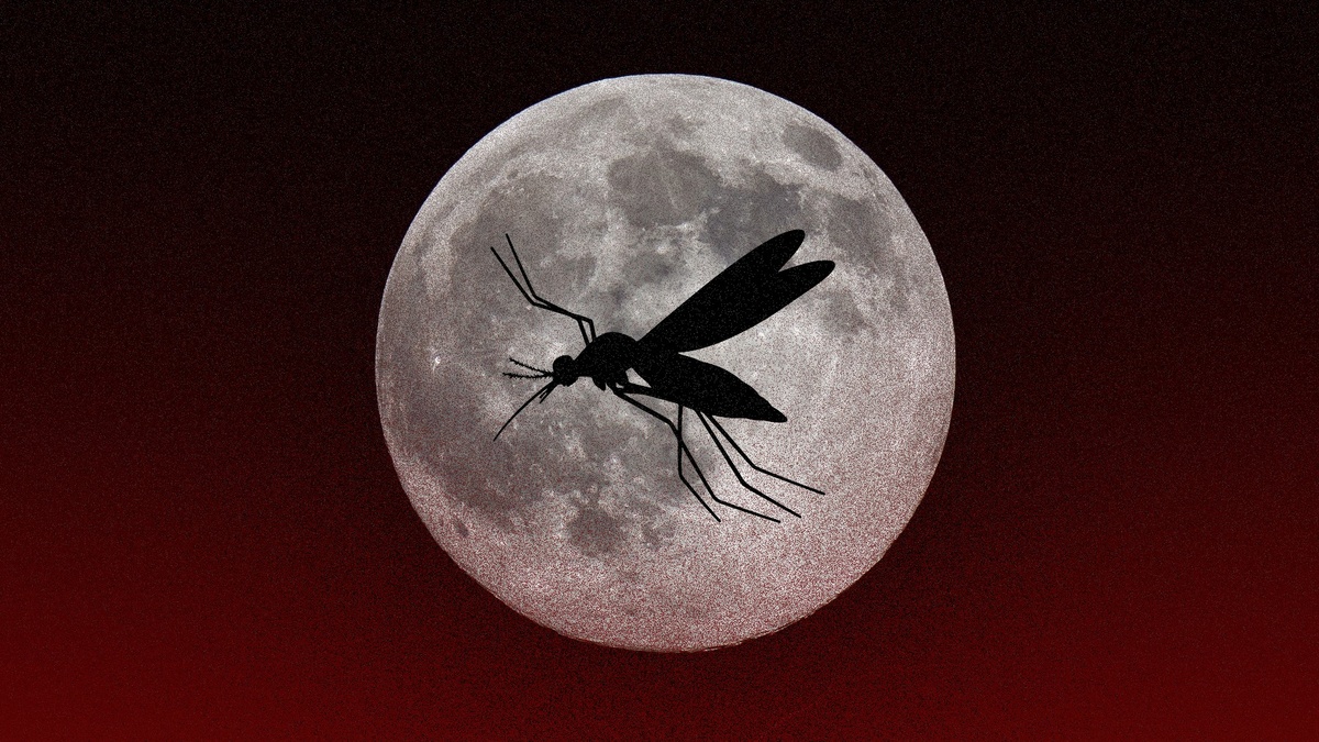 Картинка для иллюстрации с сайта https://www.theatlantic.com/health/archive/2016/09/tiny-vampires/500069/?utm_source=copy-link&utm_medium=social&utm_campaign=share