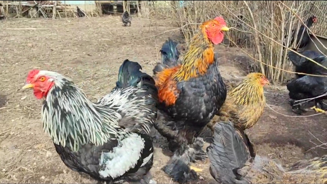 Картинку я Лаврику не показывала, когда диктовала слово по буквам. 