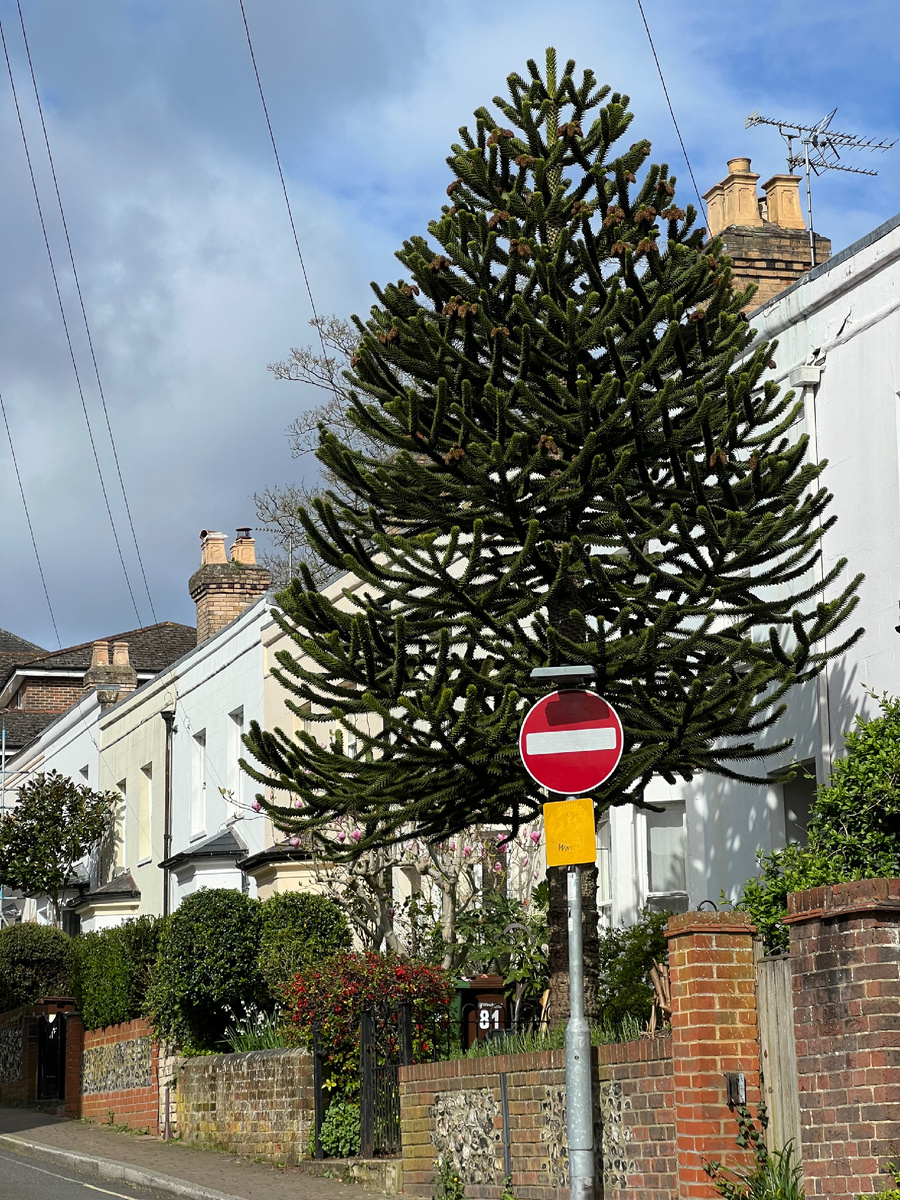 Обезьянье дерево-головоломка. Фотография из личного архива. 