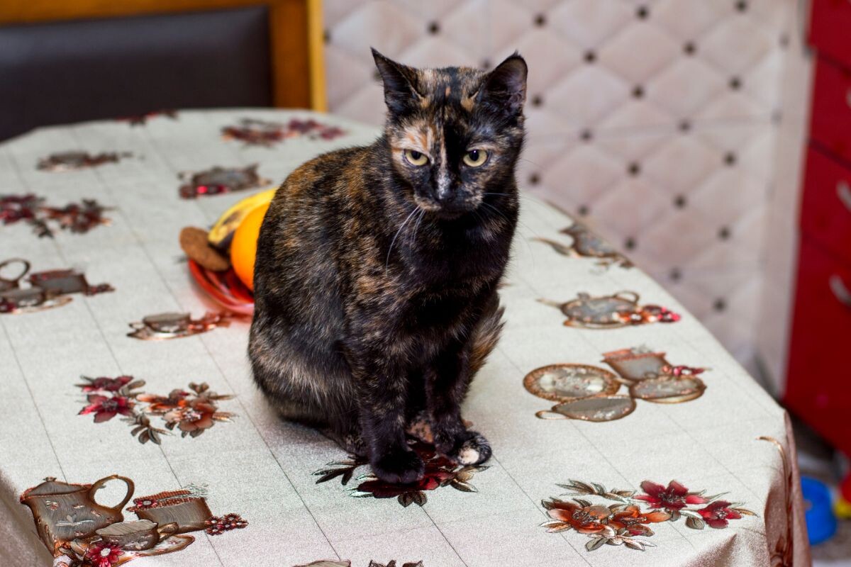 Кошка на столе 