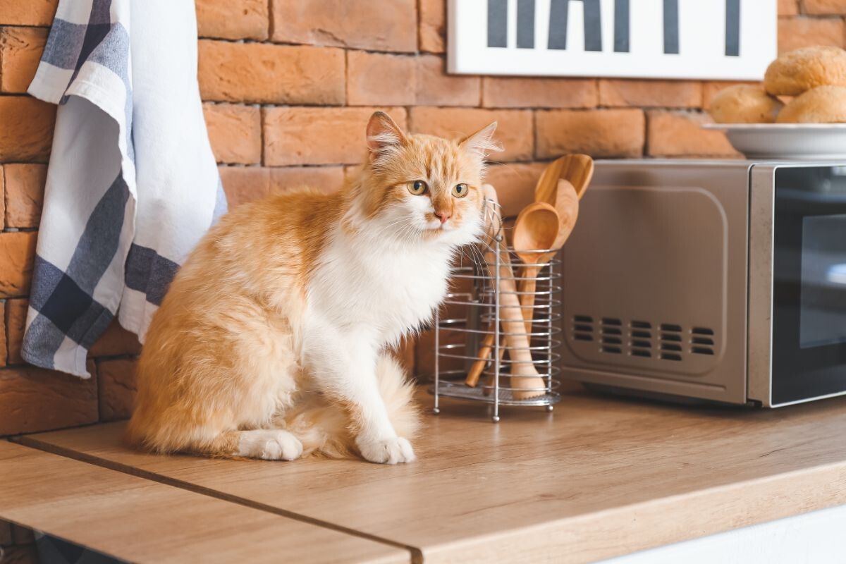 Мурзик на столешнице 